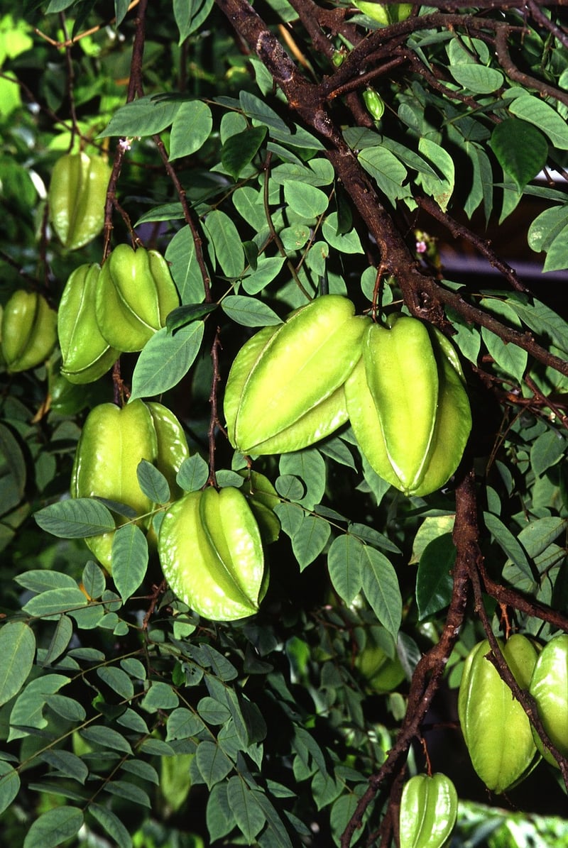 Starfruit