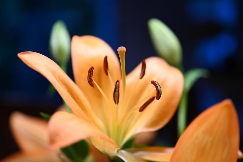 Nasturtiums