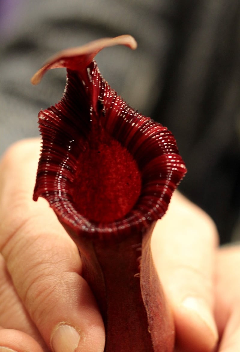 Pitcher Plant