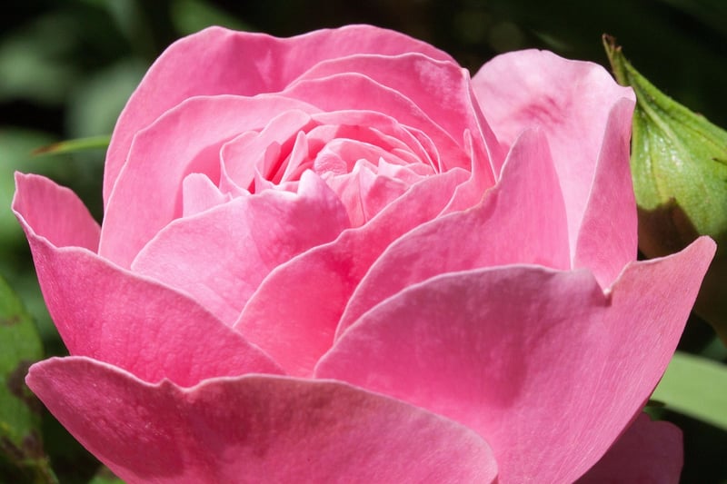 Rose Petals