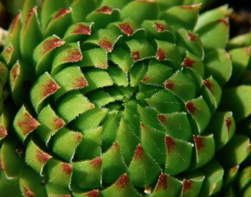 Dragon's Blood Sedum